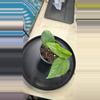 plant/Cebu blue pothos-0-thumbnail