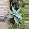 plant/Agave titanota variety-3-thumbnail