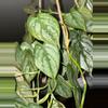 plant/Philodendron Brandianum 6” pot-0-thumbnail