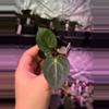 plant/(#797) A. carlablackiae-0-thumbnail