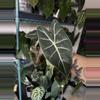 plant/Alocasia Black Satun-1-thumbnail