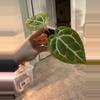 plant/Zara F4 x Carla-2-thumbnail