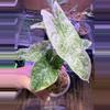 plant/Longiloba Mottled-0-thumbnail