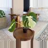 plant/Monstera Lava-7-thumbnail