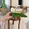 plant/Alocasia Simpo Albo-5-thumbnail