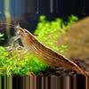 plant/Bamboo shrimp-0-thumbnail