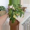 plant/FB X DISTANTILOBUM Philodendron-5-thumbnail