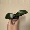 plant/Hoya sp Indonesia-0-thumbnail