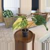 plant/Anthurium Pterodactyl Variegated-4-thumbnail