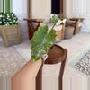 plant/Alocasia Albo Low Rider-1-thumbnail