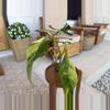 plant/Variegated Joepii Philodendron-0-thumbnail
