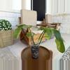 plant/FB X DISTANTILOBUM Philodendron-2-thumbnail