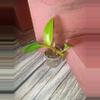 plant/Philodendron red emerald (0184)-0-thumbnail