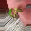 plant/Philodendron red emerald (0184)-2-thumbnail