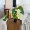 plant/Monstera Lava-1-thumbnail