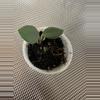 plant/Hoya nummaraloides-0-thumbnail