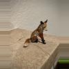 plant/Vienna Bronze SITTING FOX 2”  Cold Painted Brass Wiener miniature-2-thumbnail