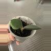 plant/Hoya nummaraloides-1-thumbnail