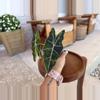 plant/Alocasia Sanderiana Bull Aurea-1-thumbnail