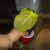 plant/Philodendron splendid-0-thumbnail