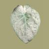 plant/Corm X - Mint Variegated Alocasia Regal Shield-0-thumbnail