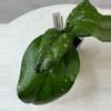 plant/Hoya AH 049 - 3 inch pot-1-thumbnail