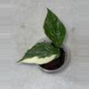 plant/Hoya polyneura ‘Jasminka’-0-thumbnail