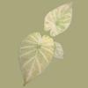 plant/Corm X - Mint Variegated Alocasia Regal Shield-1-thumbnail