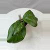 plant/Hoya AH 049 - 3 inch pot-0-thumbnail
