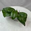 plant/Hoya AH 049 - 3 inch pot-2-thumbnail