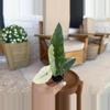 plant/Alocasia Simpo Albo-2-thumbnail