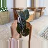 plant/Alocasia Pink Chantrieri-0-thumbnail