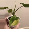 plant/Alocasia Stingray Aurea-0-thumbnail