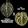 plant/Tezula Dreamweaver-Necromancer x HU Red Tiger Anthurium Seedlings-0-thumbnail