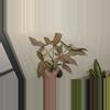 plant/Syngonium NOID ADD ON ONLY-0-thumbnail