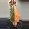 plant/CARMEL MARBLE PHILODENDRON-2-thumbnail