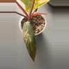 plant/CARMEL MARBLE PHILODENDRON-5-thumbnail