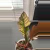 plant/CARMEL MARBLE PHILODENDRON-3-thumbnail