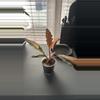 plant/CARMEL MARBLE PHILODENDRON-1-thumbnail