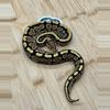 plant/24’ Male Yellowbelly Lace het Clown het Desert Ghost het Hypo 160 grams-0-thumbnail