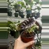 plant/Alocasia Cuprea Red Secret 4 Inch-2-thumbnail