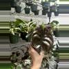 plant/Alocasia Cuprea Red Secret 4 Inch-1-thumbnail