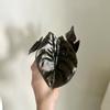 plant/Alocasia Cuprea Red Secret 4 Inch-0-thumbnail