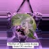 plant/Alocasia Pink Dragon Albo/Pink Variegated CORMS-0-thumbnail