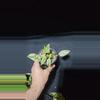 plant/Philodendron Emerald King-0-thumbnail