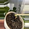 plant/Monstera Albo-2-thumbnail