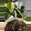 plant/Monstera Albo-3-thumbnail