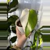 plant/Monstera Albo-0-thumbnail