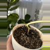 plant/Monstera Albo-1-thumbnail