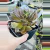 plant/5” Pot Echeveria Black Knight-1-thumbnail